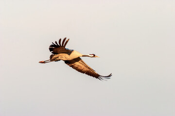 Fototapeta premium Crane flying in the sky at springtime