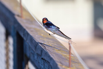 Barn Swallow sitting on a wire - 776919764