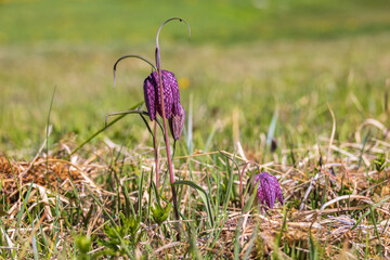 Blooming Fritillaria meleagris on a grass meadow