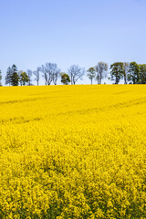View at a flowering Rapeseed field with a tree line