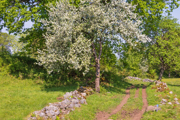Flowering fruit tree by a dirt road on a meadow a sunny summer day