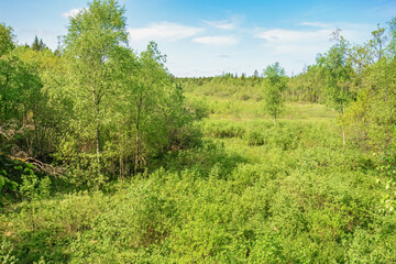 Lush green birch trees at a bog a sunny summer day