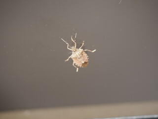 Bedbug Close up of Cimex hemipterus - bed bug on bed background , High quality photo