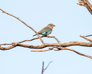 Indian roller bird perched on a branch. Selective focus.