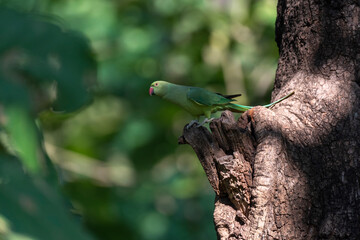 Green parakeet perched on a branch in the forest.