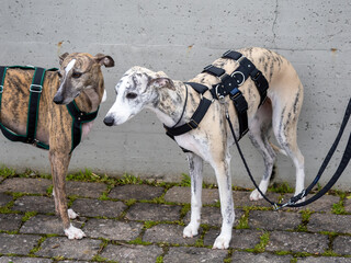 The Whippet is a British breed of medium-sized dog of sighthound type.