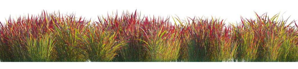 Imperata Cylindrica Rubra (Japanese Blood Grass, Red Baron) field set isolated frontal png premium cutout high resolution 