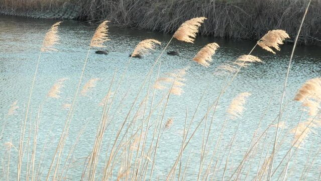“すすき”と“カルガモ”のまったりとした癒しの風景です。川の流れに身をまかせ。
スローモーション(ハイスピード)映像。朝のみずみずしい風景です。