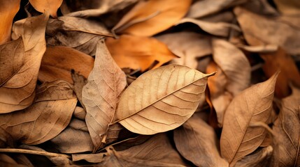 Fototapeta na wymiar earthy fall leaves brown