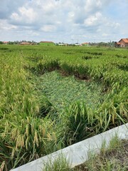 disaster in rice crops