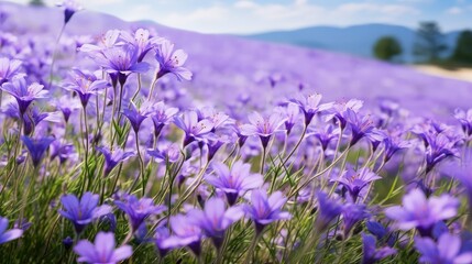 violet flower purple