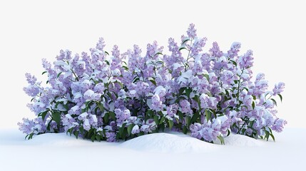 lilac bushes with light snow on them 