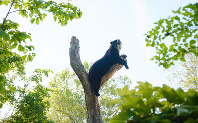 Spectacled bear or Tremarctos ornatus lies on branch in zoo. walk in Frankfurt Zoological garden,...