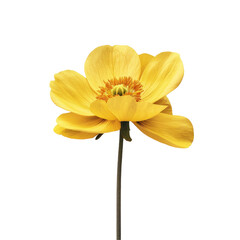 Yellow flower on Transparent Background