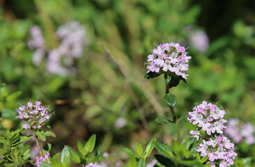 Flowering thyme plant.
