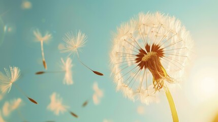 A dandelion is blowing in the wind, with its seeds scattered in the air