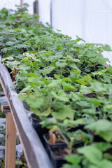 Growing flower seedlings in the greenhouse room. Plants are standing on shelves. 