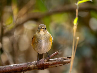 森の中で枝に留まっているルリビタキ