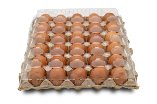 30 eggs raw in a carton box on transparent background. Thirty fresh chicken eggs. clipping path