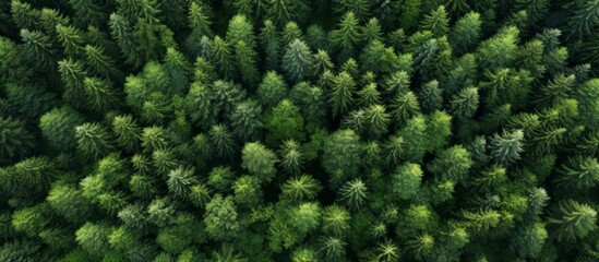 Lush and verdant forest captured from a high angle showing a dense canopy of green trees and foliage