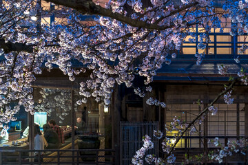 京都 祇園白川 日暮れの春景色 - 776952711