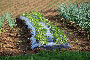 Two rows of Strawberry or Garden strawberry plants with dark green to red leaves growing from holes...