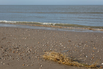 A bunch of marram grass lies on the sand with many seashells near to the water line of the North sea