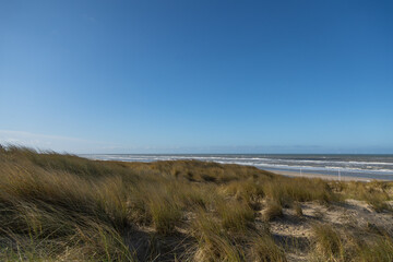 A dune landscape in the sun with marram grass  (Ammophila arenaria) in front of the coastline of the Dutch North sea