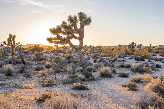 Beautiful Joshua tree landscape in golden hour in the Joshua Tree National Park, California