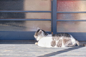 日向ぼっこする猫