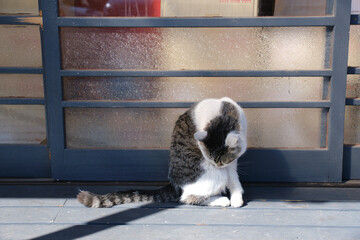 日向ぼっこする猫