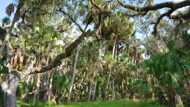 Tropical rainforest ecosystem. Florida jungles with Live Oaks covered with Spanish Moss and green palm trees in southern USA