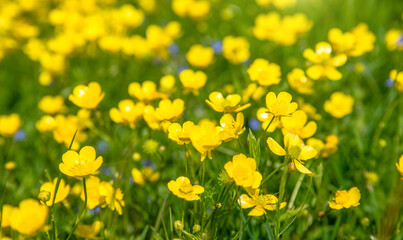 Fototapeta premium yellow buttercups grow in the meadow in summer 