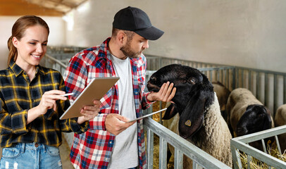 Young modern couple of farmers with digital tablets in hands work in livestock farm. Checkup animals at farm. 