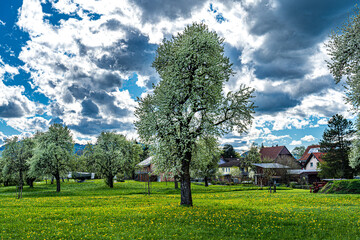 Streuobstwiese mit großen, alten blühenden Birnbäumen in gleißenden Frühlingslicht und dramatischen Wolkenhimmel; A, Vorarlberg, Bodensee, Fussach