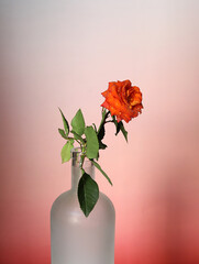 Fototapeta premium rose in a vase