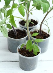 Tomatoes seedlings in reusable plastic tray on white wood table. Sprouts of tomatoes grown at home from seeds, healthy visible roots.