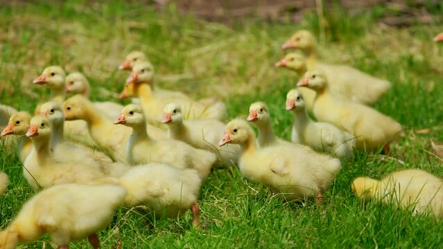 Domestic gosling outdoor. Close up newborn yellow duck in warm tone and beak on the grass field on green background. Beautiful and adorable of little duckling on floor. Easter concept.