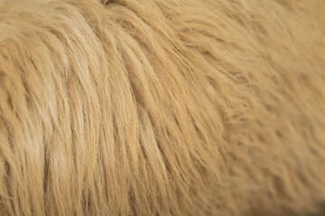 The fur of a dog is shown in a close up