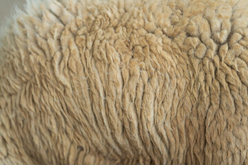 The fur of a sheep is shown in a close up