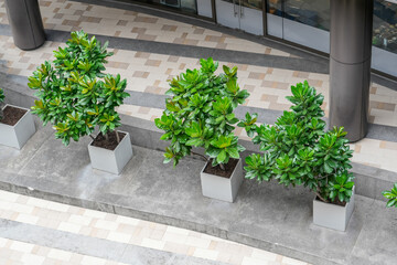 Trees landscaping entrance planters at the entrance to the building aerial top view