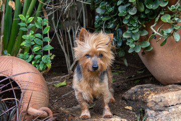 A pet dog explores the garden of the home it lives in