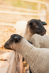 Two sheep are eating hay from a trough
