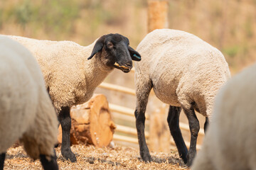 Two sheep are standing next to each other, one of which is eating. The scene is peaceful and calm,...