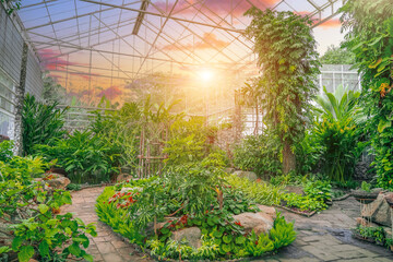 Tropical nature greenhouse, botanical garden sun sky sunset sunrise. Araceae, philodendrons, climbing vines, humid climate, exotic forests.