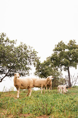 Ovejas y borregos, paridera