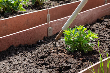 Loosening the soil in the bed around chrysanthemum flower seedlings
