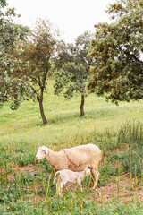 Ovejas y borregos, paridera