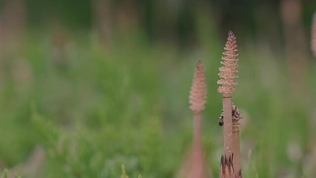Horsetails, spring field.  つくし、春の野原