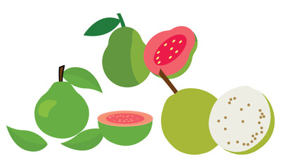 Guava  Vector Design And Illustration Bundle.